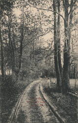 Broomall's Lake, Wooded Road, Media, PA Postcard