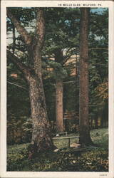 Wells Glen, Milford, PA - Forested Landscape with Trees Postcard
