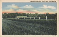 Clearfield State Forest Nursery, near Clearfield, PA Postcard