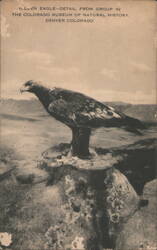 Golden Eagle - Colorado Museum of Natural History Postcard