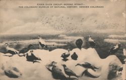 Eider Duck Group - Bering Strait - Colorado Museum Postcard