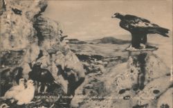 Golden Eagle Group, Colorado Museum of Natural History Postcard