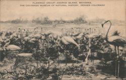 Flamingo Group - Colorado Museum of Natural History Postcard