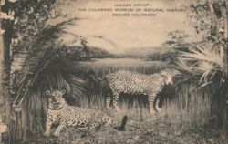 Jaguar Group Exhibit, Colorado Museum of Natural History, Denver CO Postcard