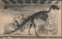 Trachodon Dinosaur Skeleton, Colorado Museum of Natural History Postcard