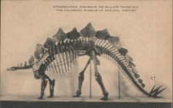 Stegosaurus Dinosaur Skeleton, Colorado Museum Postcard