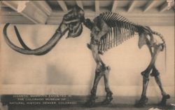 Gigantic Mammoth Skeleton, Colorado Museum, Denver Postcard
