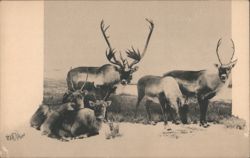 Barren Ground Caribou Group, Colorado Museum of Natural History Postcard
