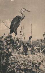 Tree Top Group, Treganza's Herons Museum Exhibit Postcard