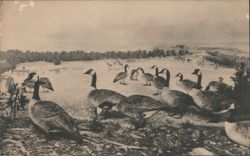 Canada Goose Group, Colorado Museum of Natural History Postcard
