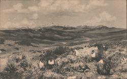 Sage Grouse Courtship, Colorado Museum of Natural History Postcard