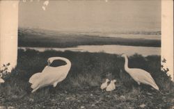 Whistling Swan Group, Colorado Museum of Natural History Postcard