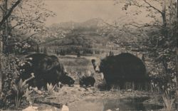 Black Bear Group, Colorado Museum of Natural History Postcard