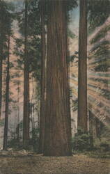 Sun Rays and Redwoods On the Redwood Highway in California Postcard