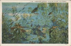 Submarine Gardens, Catalina Island Postcard