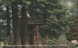 Lonesome yet surrounded by giants Santa Cruz big Trees Postcard