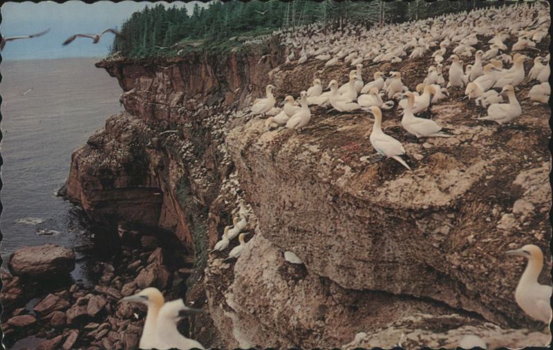 Northern Gannets, Bonaventure Island Bird Sanctuary Perce QC Canada