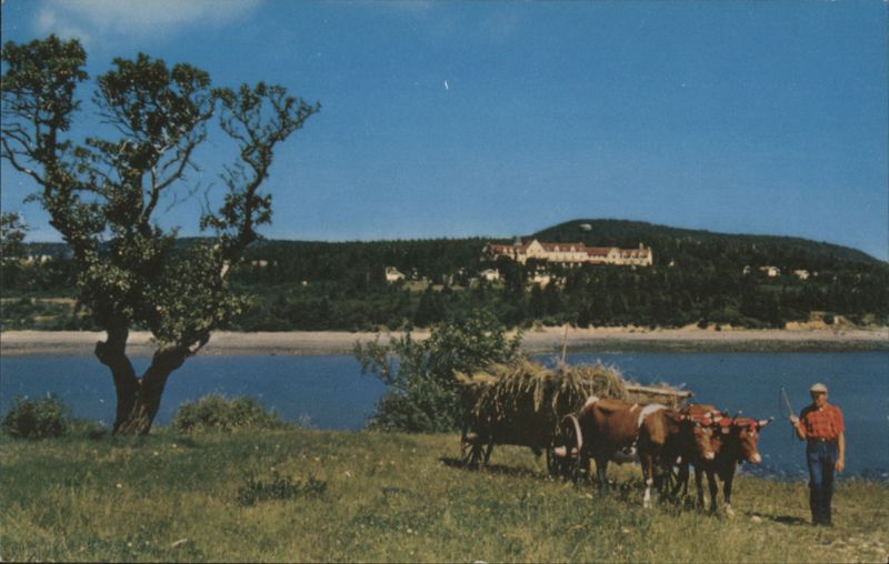 C. P. R. Digby Pines Hotel, Nova Scotia Oxen NS Canada