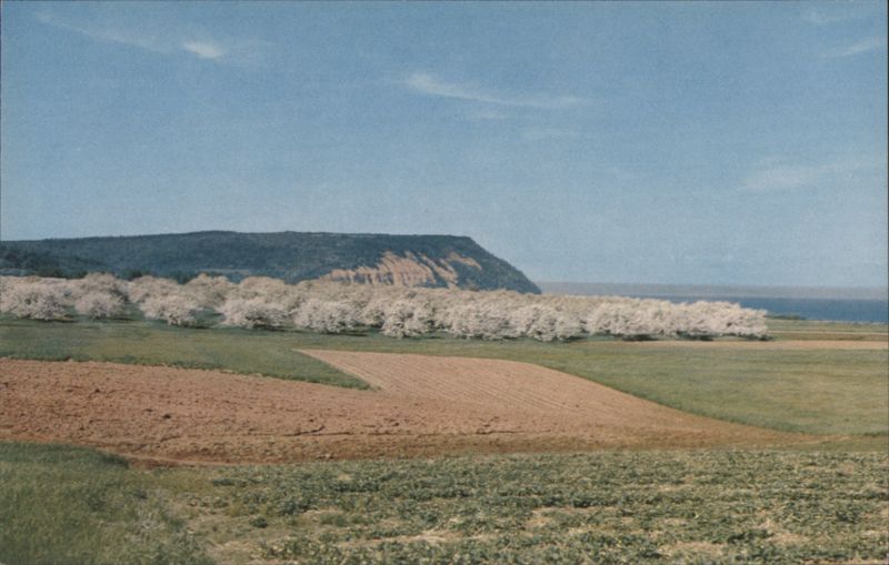 Cape Blomidon, Nova Scotia - Blooming Trees & Fields NS Canada