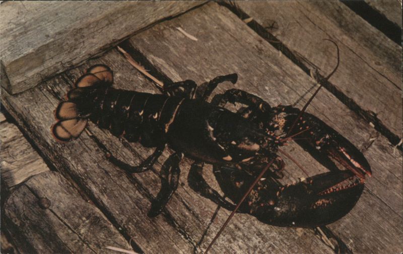 Five Pound Lobster from Canada's Coastal Waters T. M. Randall