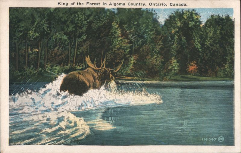 Moose, King of the Forest, Algoma Country, ON Canada
