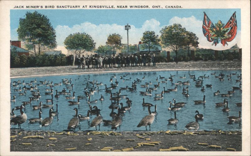 Jack Miner's Bird Sanctuary, Wild Canada Geese Kingsville ON