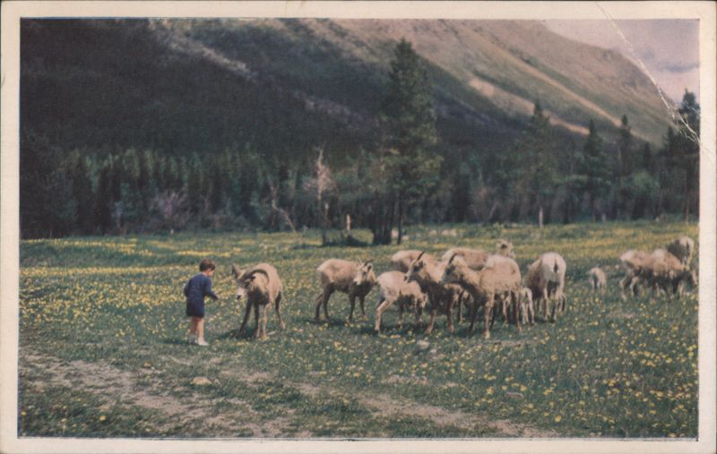 Rocky Mountain Sheep (Ovis canadensis) Canadian Rockies Canada