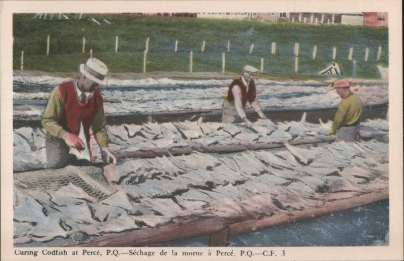 Curing Codfish at Percé, P.Q. QC Canada Quebec