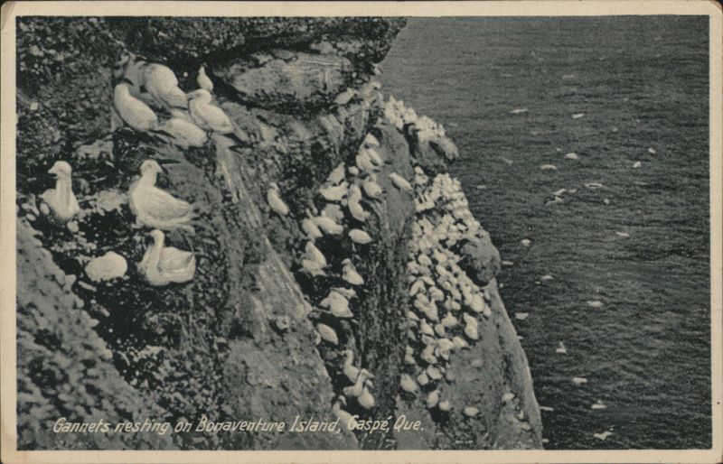 Gannets nesting on Bonaventure Island Gaspé QC Canada