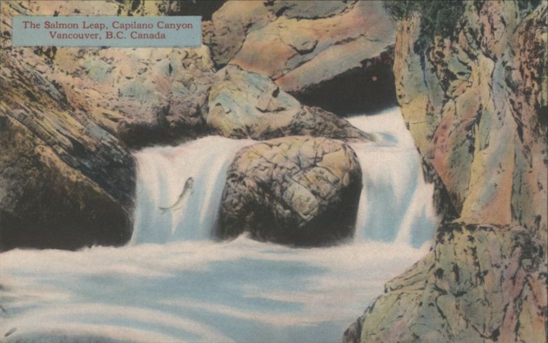 Salmon Leap, Capilano Canyon Vancouver BC Canada British Columbia