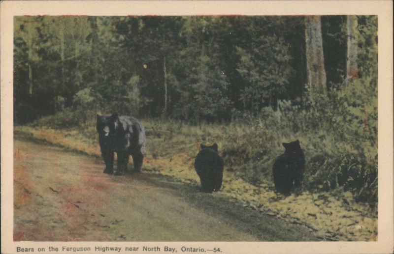 Bears on Ferguson Highway near North Bay, Ontario Canada