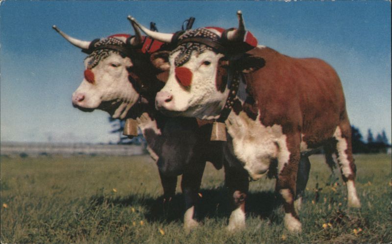 Prize Yoke of Oxen with Decorative Harnesses Cows & Cattle