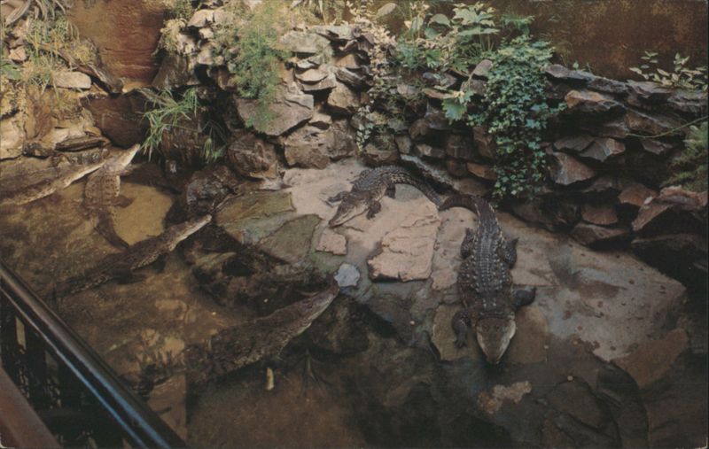 Crocodiles at Vancouver Public Aquarium, Stanley Park BC Canada