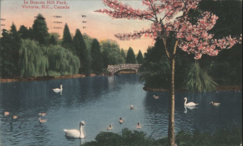Beacon Hill Park, Lake, Swans, Flowering Tree Victoria BC Canada