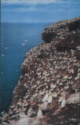 Gannets on rugged cliffs, Bonaventure Island, Gaspé, QC Postcard