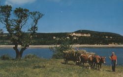 C. P. R. Digby Pines Hotel, Nova Scotia Oxen Postcard