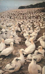 Thousands of Gannets on Bonaventure Island, QC, Canada Postcard