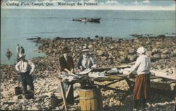Curing Fish, Gaspé, Que. Postcard