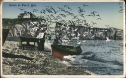 Fishing Boat & Seagulls on Rocky Shore Postcard