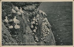 Gannets nesting on Bonaventure Island Postcard