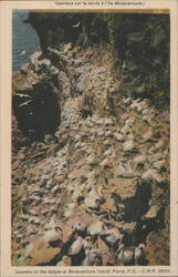 Gannets on Ledges, Bonaventure Island, Perce, QC Postcard