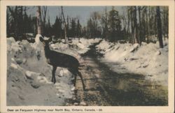 Deer on Ferguson Highway near North Bay, Ontario Postcard