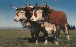 Prize Yoke of Oxen with Decorative Harnesses Postcard