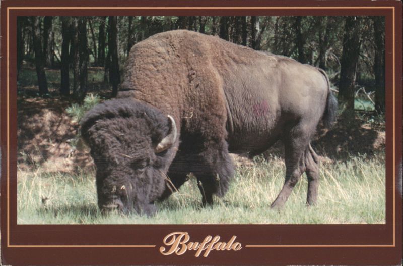 Buffalo Monarch of the Plains Grazing in Grass