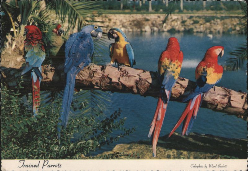 Trained Parrots on Tree Trunk, Busch Gardens Tampa Florida