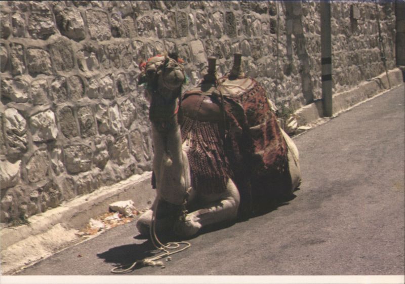 Camel Resting by Stone Wall Jerusalem Israel Middle East
