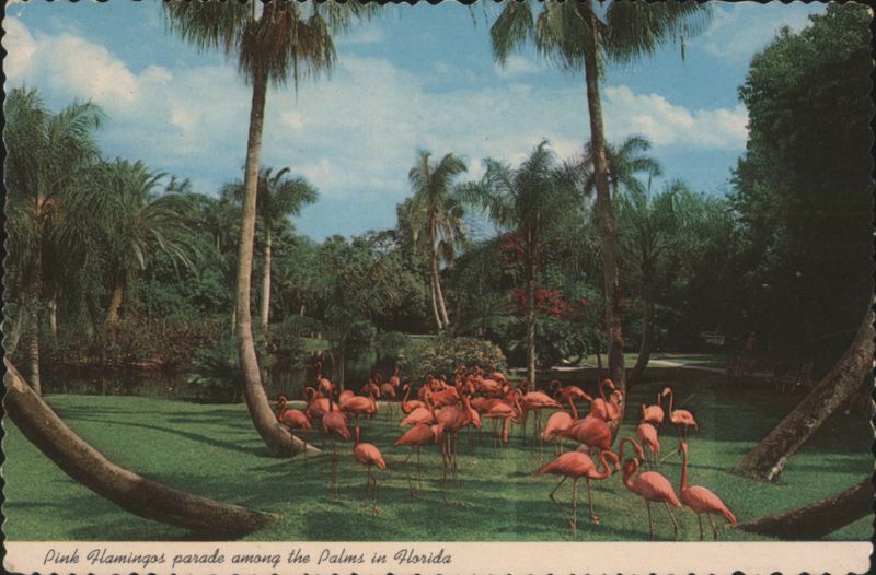 Pink Flamingos parade among the Palms in Florida Sarasota