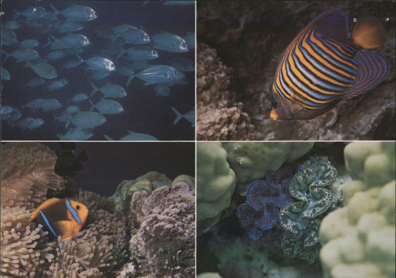 Tahiti Undersea World: Jacks, Angel Fish, Clownfish, Clams French Polynesia