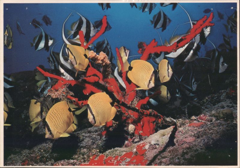 Tropical Fish - Black Coral and Red Sponge Ed Robinson