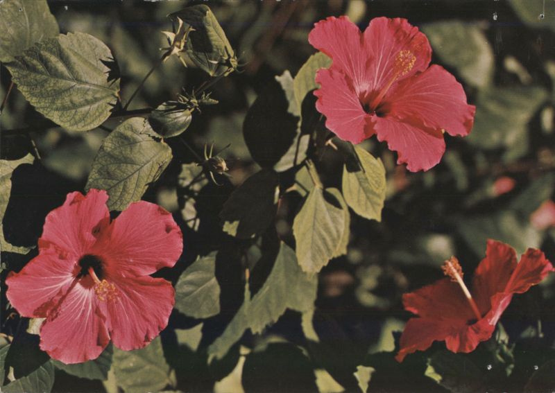 Hibiscus rosa sinensis, Carmine Hibiscus E. Christian